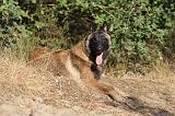 MALINOIS 094